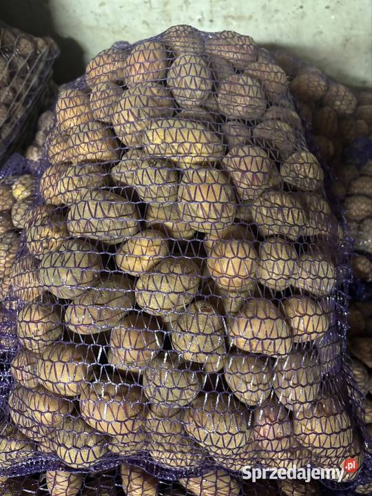 Ziemniaki 3545mm Bellarosa świętokrzyskie Pełczyska