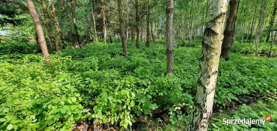 Buk pospolity fagus sylvatica duże sadzonki na lubelskie Wisznice sprzedam
