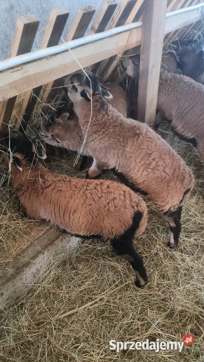 SPRZEDAM JAGNIĘTA KAMERUN