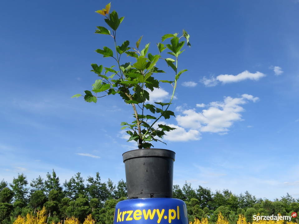 Kalina koralowa miododajna kwitnąca Miododajny lubelskie Wisznice