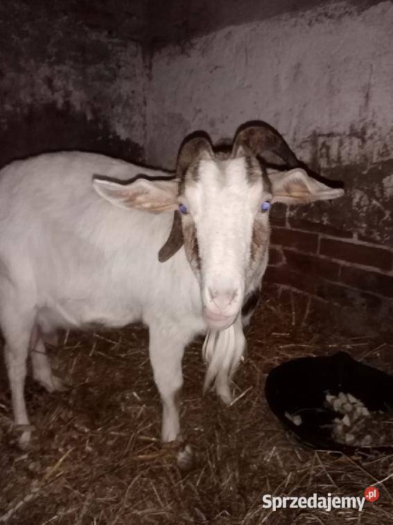 Koza z kózką i koziolkiem koza dojna Podgrodzie