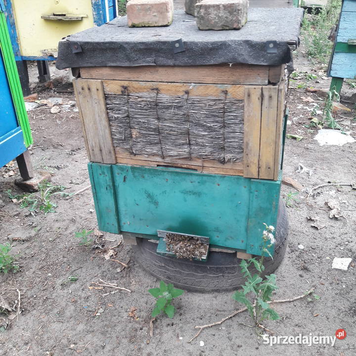 pasieka z pszczołami Bydgoszcz