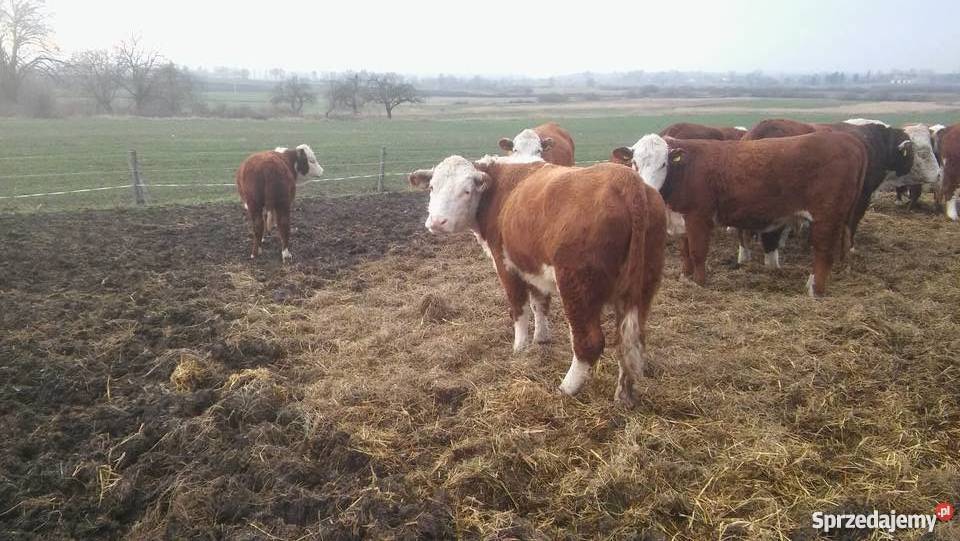 Bydło Hereford Buhaj Jałówki Odsadki Krowy