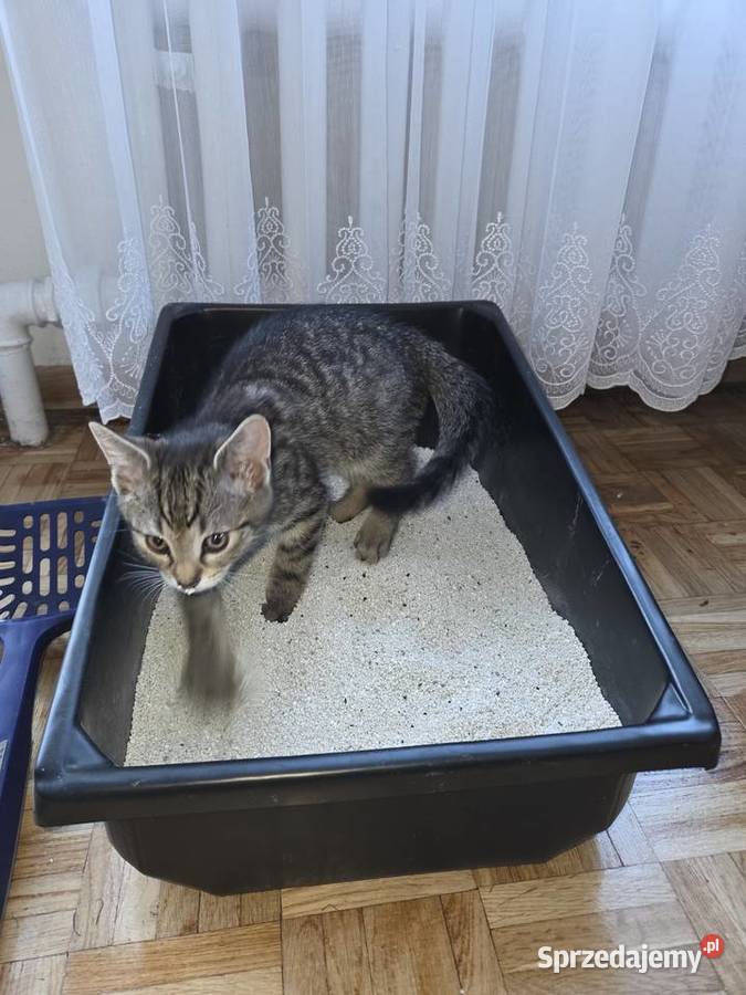 Kuwety kota pod wymiar szafkiboxu Wrocław
