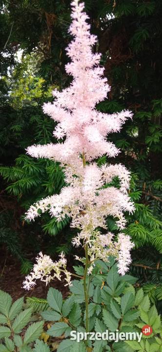 Byliny do kolekcji tawułka jasny róż Nowy Sącz