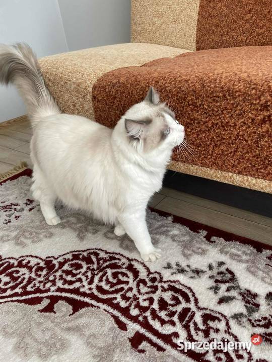 Kotek Ragdoll FPL Wieluń
