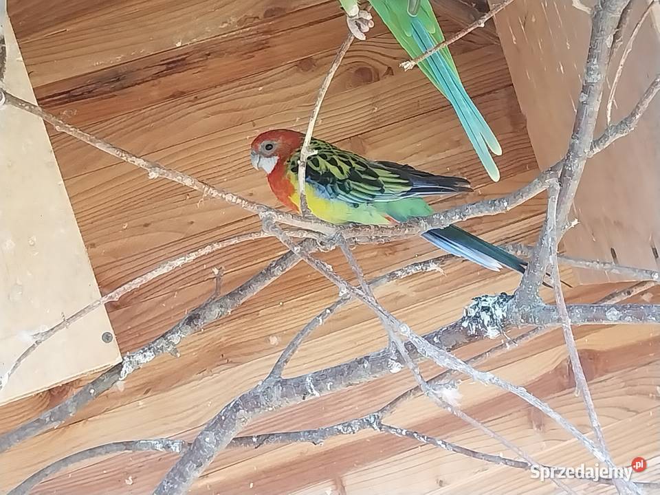 Sprzedam samice rozella białolica Bobowa sprzedam