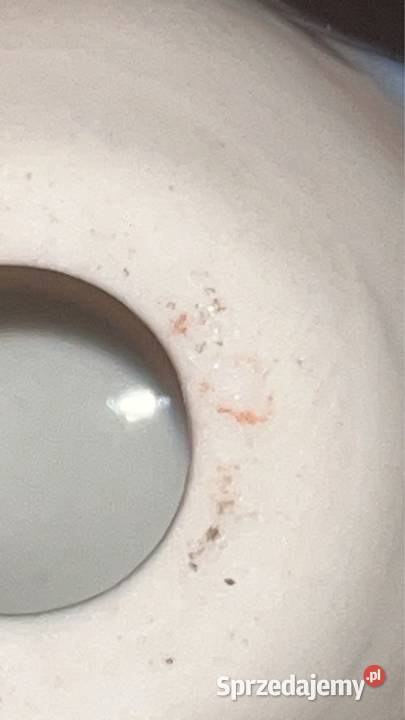 Ptaszek Łomonosow Raniuszek pomorskie Gdańsk sprzedam