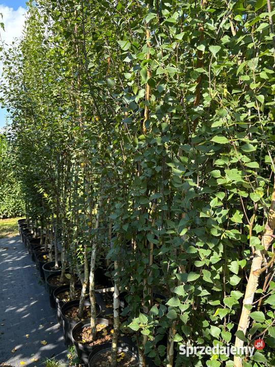 Brzoza brodawkowata Fastigiata 300 brzoza Sompolno