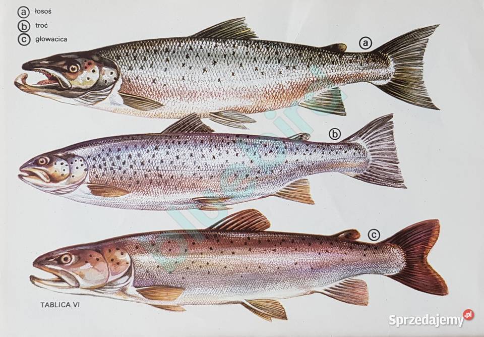 Z rybami na ty A Bakanowski S Stupkiewicz hobby, kolekcjonerstwo