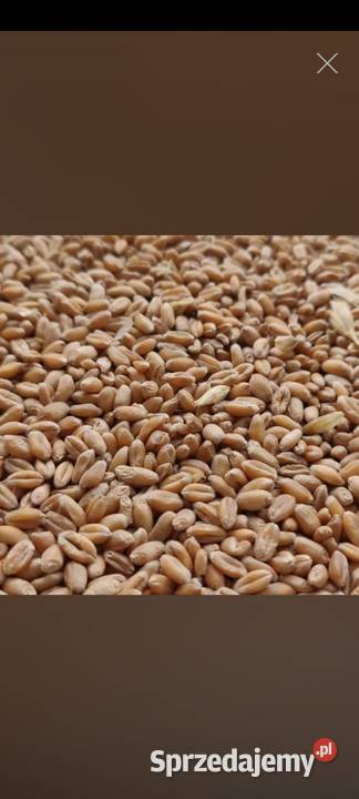 Pszenica zbiór 2024 możliwy transport Sanok