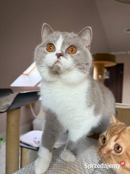 Piękna koteczka bicolorka z legalnej hodowli Brytyjski śląskie Dąbrowa Górnicza sprzedam