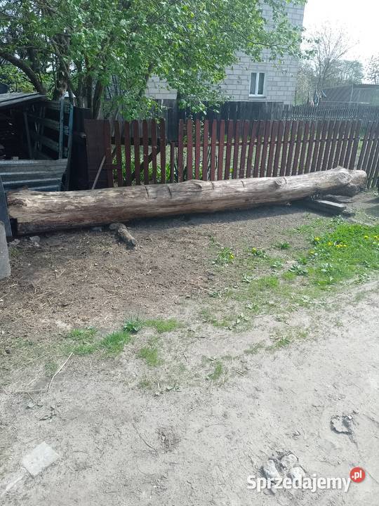 Sprzedam dęba mniejszego tartacznego Leśnictwo sprzedam