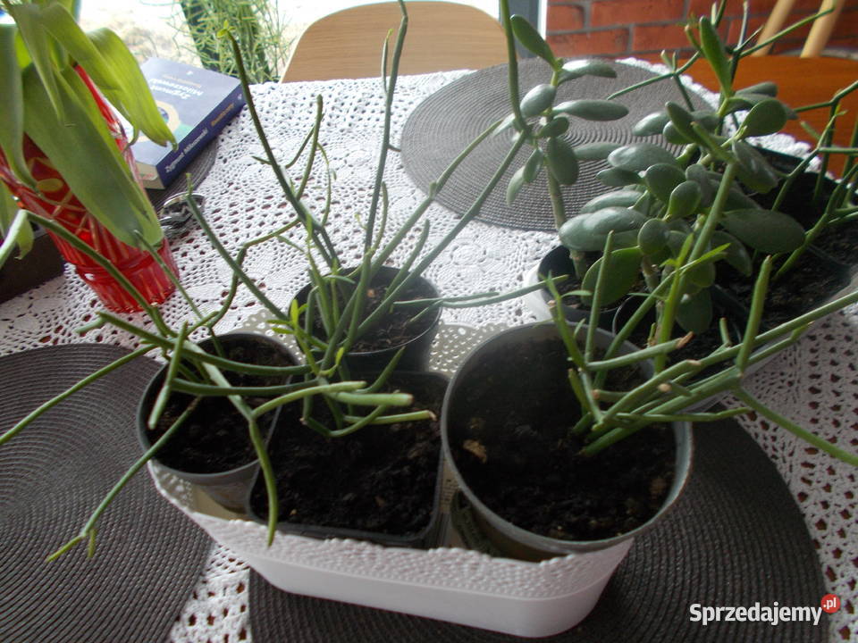 Patyczak Euphorbia Tirucallidrzewko szczęscia Tomaszów Mazowiecki sprzedam