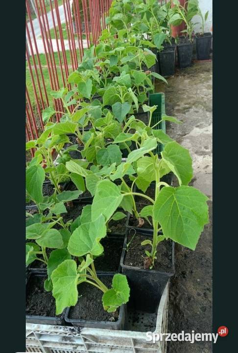 Sadzonki drzew tlenowych paulownia lubelskie Tomaszów Lubelski