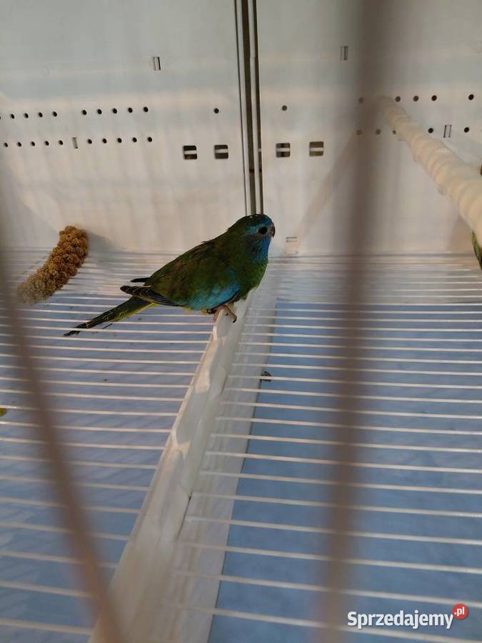 Łąkówki wspaniale wielkopolskie Kalisz