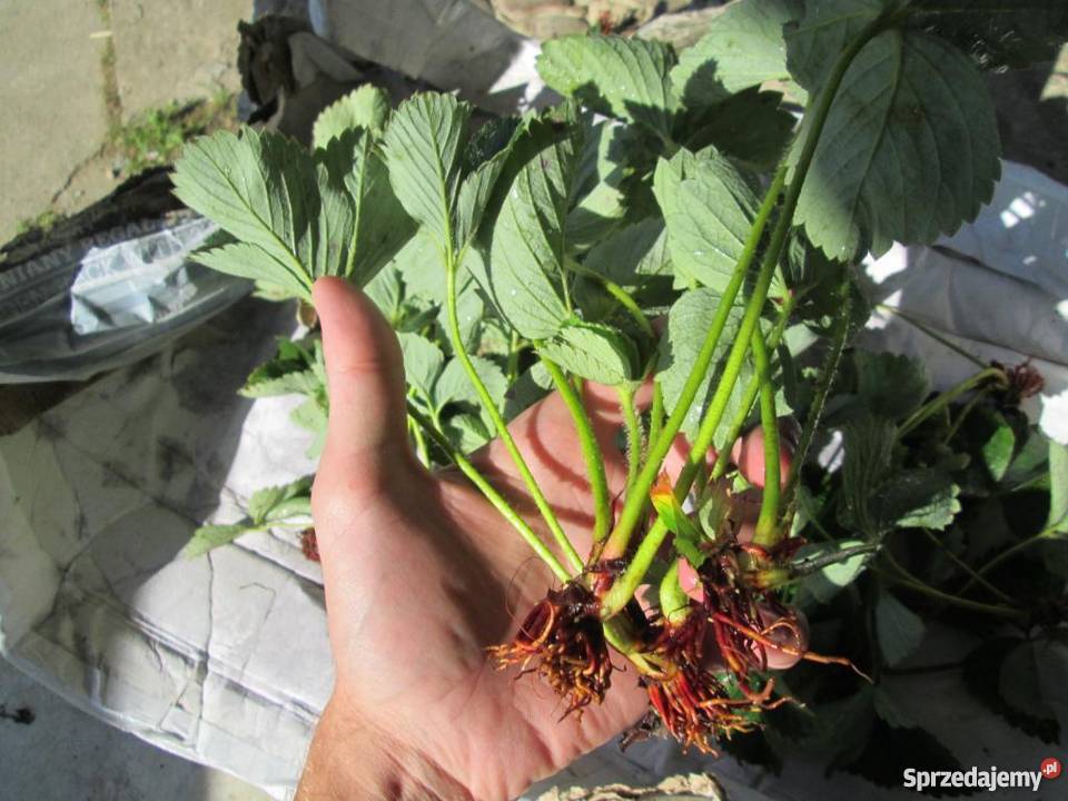 sadzonki truskawek łódzkie