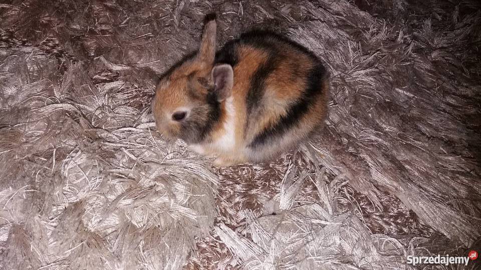 Króliki miniaturki rex łódzkie Łódź