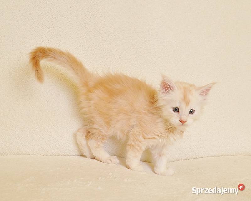 Przepiękny biszkoptowy kocurek z Rodowodem Maine Coon Białystok