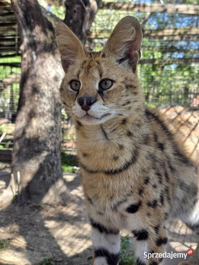 Serwal sawannowy serval kot egzotyczny samiec