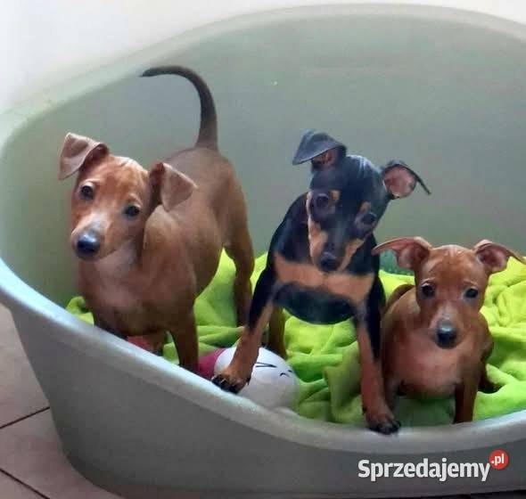 Pinczer pinczery pinczerki miniaturowe z Chojnice