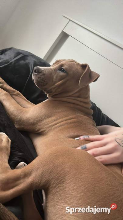 szczeniak suka Amstaff Gdańsk