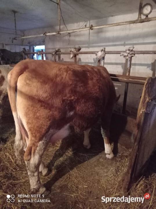 Sprzedam młodą krowę mleczną Rymanów sprzedam