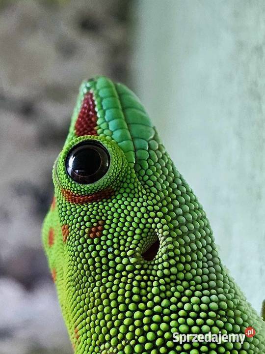 Felesumy Madagaskarskie Radom