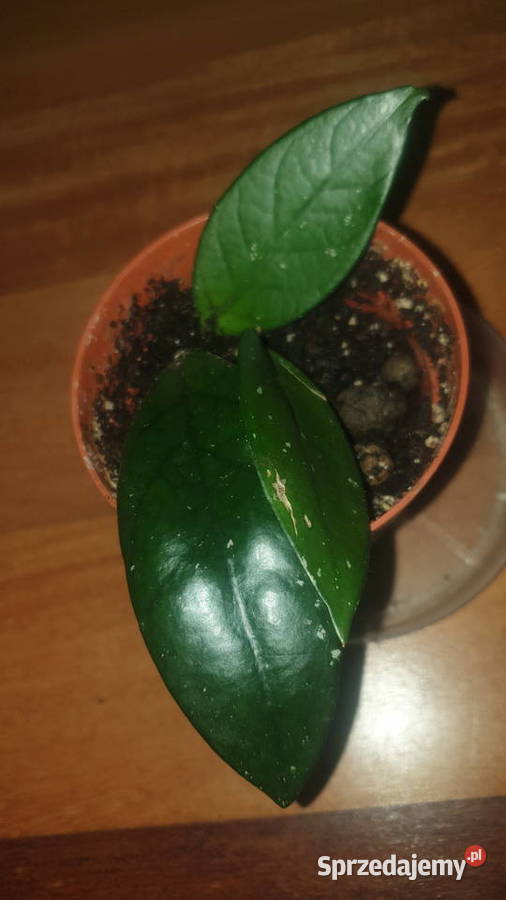 Hoya hoja kwiat rosnący 4 sprzedam