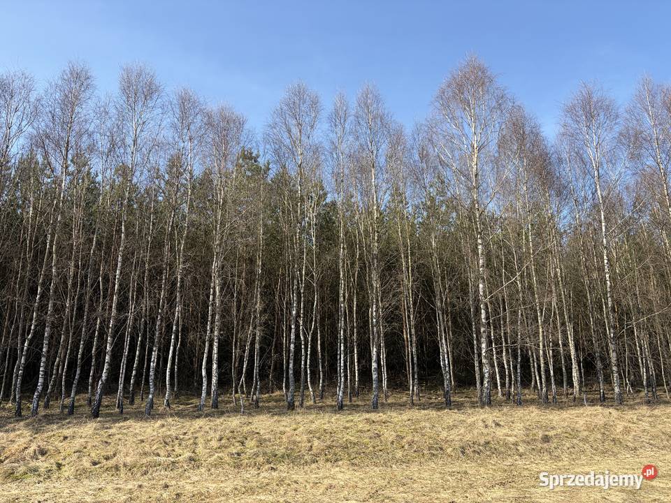 Sprzedam 20 letni las w Koczale o pow 296 ha Koczała sprzedam