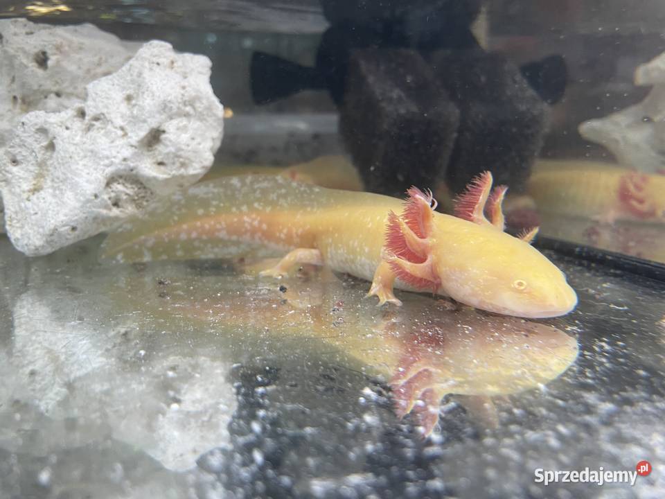 axolotl wodny smok Gliwice