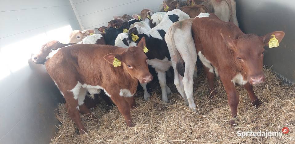 Cielaki Byczki Latowicz