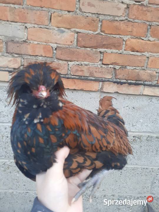 Para czubatek polskich Frysztak