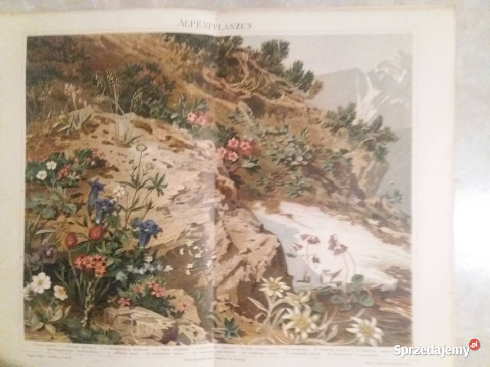Stara rycina Alpenpflanzen z Meyers Lexikon z Jarosław