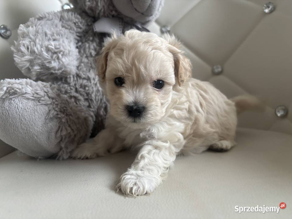 Maltipoo Sunia F1 Częstochowa