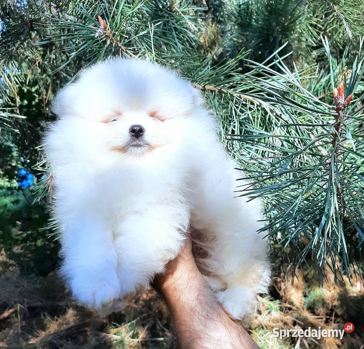 Szpic miniaturowy pomeranian chlopak Pabianice