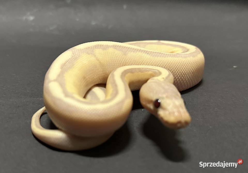 Banana Enchi Genetic Stripe kujawsko-pomorskie Bydgoszcz