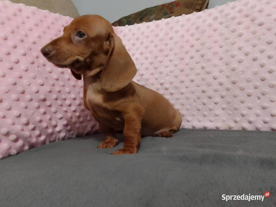 Jamniki krótkowłosy merle mazowieckie sprzedam