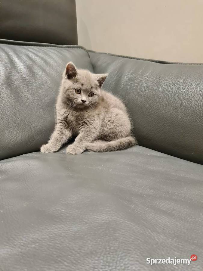 Ostanie dwa kotki Brytyjskie Niebieskie Brytyjski Kielce