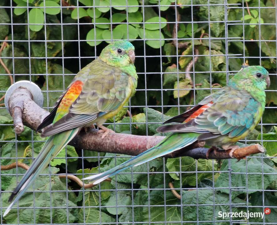 Sprzedam papugi Świergotki Ostrów Wielkopolski