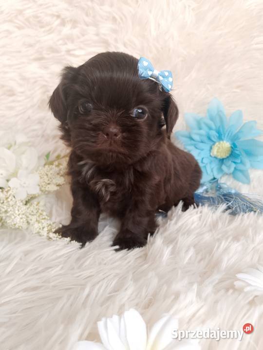 Czekoladowy piesek rasy ShihTzu Kępno