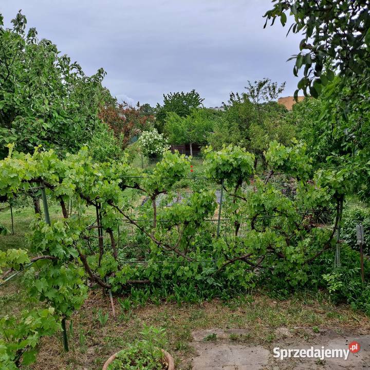 Działka ROD 600 m Pomorzany Sierpowa Altana Szczecin sprzedam