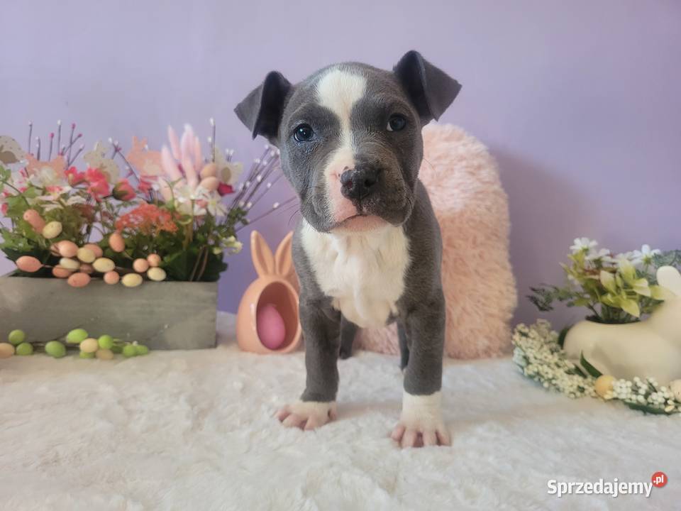 Śliczne szczeniaki amstaff Kraków