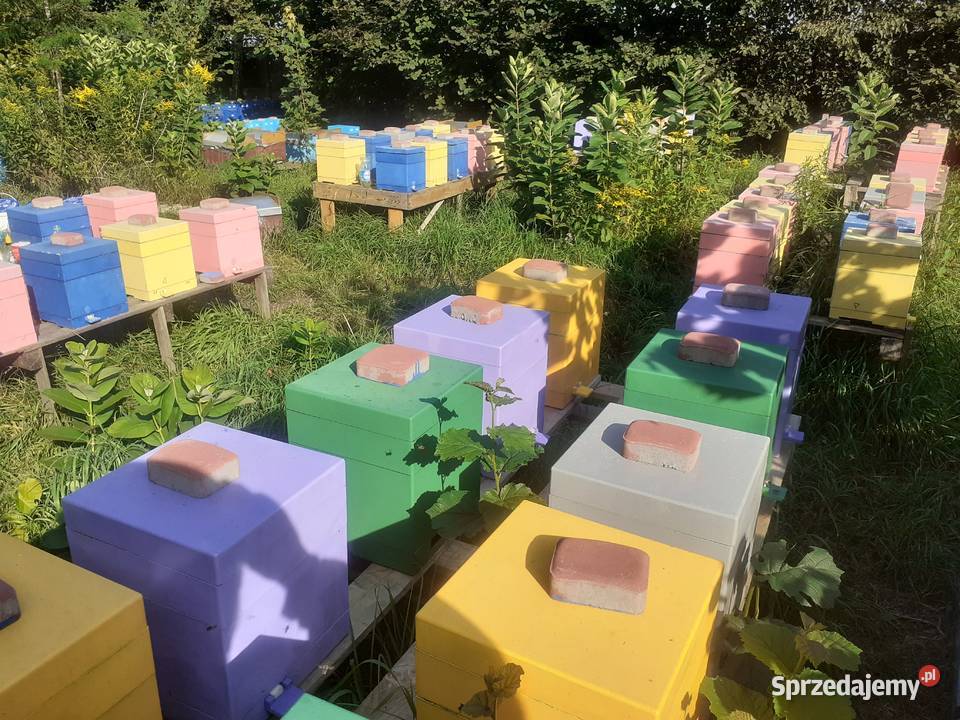 Rodziny pszczele pszczoły 8 ramek Wielkopolskie Pszczelarstwo Wólka Radzymińska