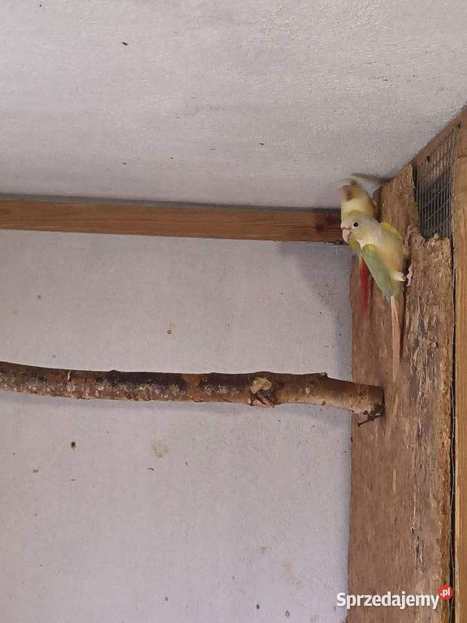 Rudosterki Para Gotowa do lęgów