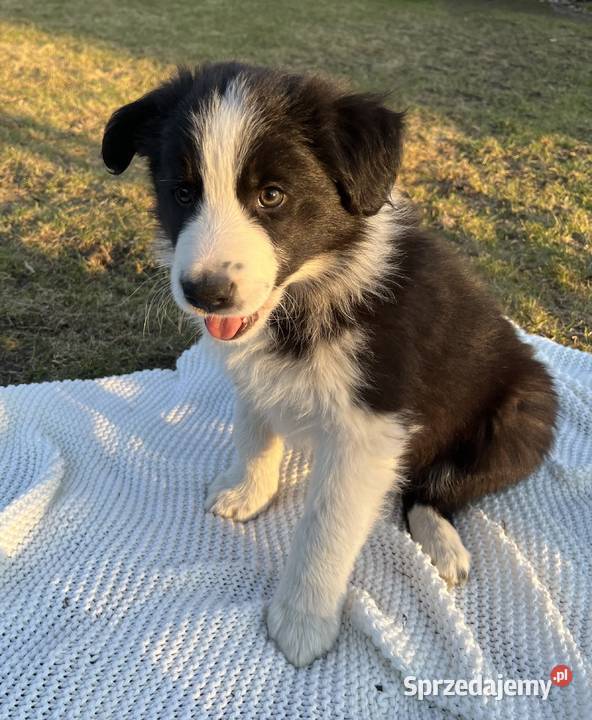 Piesek Border Collie sprzedam