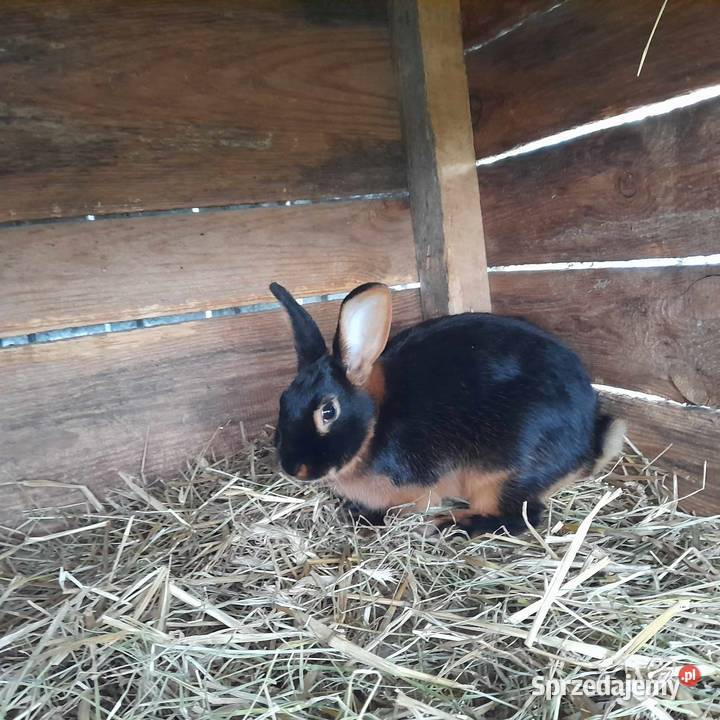 Królik czarny podpalany Giełda zwierząt Łuków sprzedam