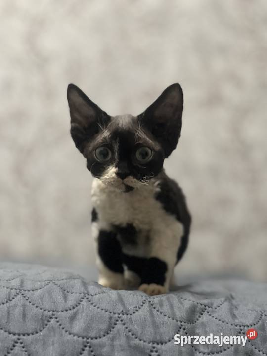 Kocur łaciaty Devon Rex Zabrze