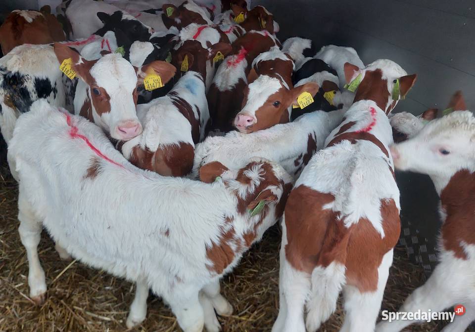 Cielaki byczki miesne Iłów
