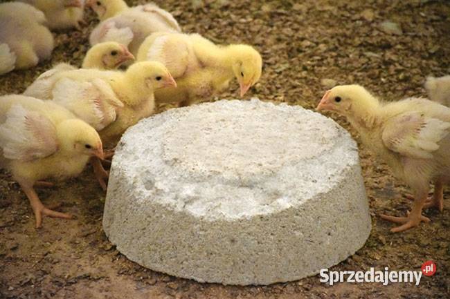 Dziobak kur drobiu indyków przeciw kanibalizmowi